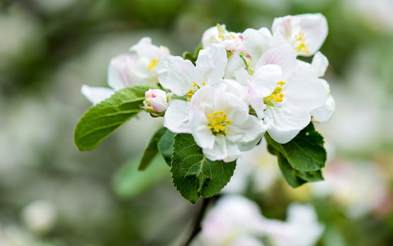 Blumen | © Shutterstock